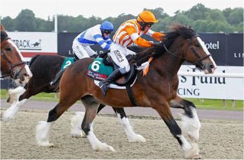 Shire horse racing